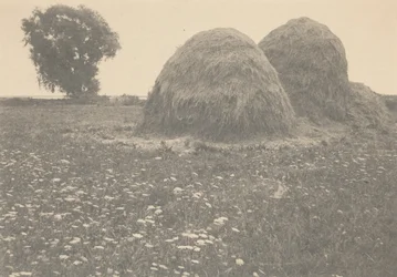 Haystacks, Ipswich,c. 1894 (foto)