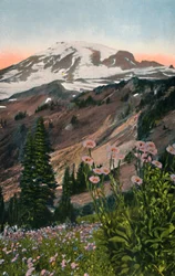 Purple Assters, v národním parku Mount Rainier, c1916