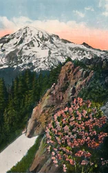 Primrose on Mount Rainier, c1916