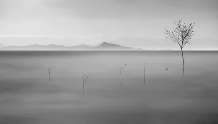 Zamlžené jezero a osamělý strom