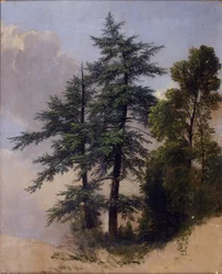 Tree Study, Newburgh, NY, 1849
