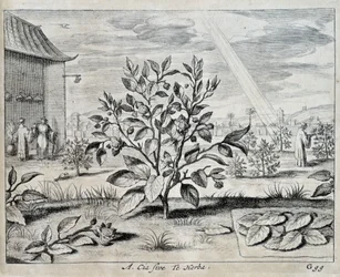 Le camellia - v "" Číně"" od Athanase Kircher (nebo Athanasius Kircheri)