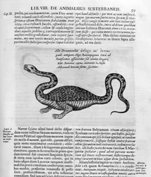 Malý drak, 1678