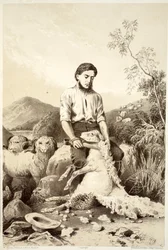 Stříhání ovcí, z Historie Australasie od Davida Blaira, McGradyho, Thomsona a Nivena, 1879