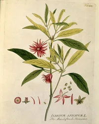 Botanická: "" hvězdný anýz" (Illicium anisatum) Talíř z "Medicinalium secundum Linnaei digestarum" od Josepha Jacoba Plencka (1735-1807) 1788-1803 Soukromá sbírka