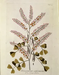 Botanická: "Campeche" (Haematoxylon campechianus) Prkno z "" Medicinalium secundum Linnaei digestarum" od Josepha Jacoba Plencka (1735-1807) 1788-1803 Soukromá sbírka
