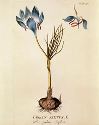 Botanický: "Šafrán setý" (Crocus sativum) Deska nakreslená podle knihy "Medicinalium secundum Linnaei digestarum" od Josepha Jacobiho Plencka (1735-1807) 1788-1803 Soukromá sbírka