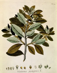 Botanický: "zimní kůra" (Wintera aromatica) Prkno čerpáno z knihy "Medicinalium secundum Linnaei digestarum" od Josepha Jacobiho Plencka (1735-1807) 1788-1803 Soukromá sbírka