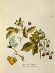 Botanický: "malina" (Rubus idaeus) Prkno čerpáno z knihy "Medicinalium secundum Linnaei digestarum" od Josepha Jacobiho Plencka (1735-1807) 1788-1803 Soukromá sbírka