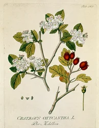 Botanický: "aubepin trnitý" (Crataegus oxycantha) Prkno čerpáno z knihy "Medicinalium secundum Linnaei digestarum" od Josepha Jacobiho Plencka (1735-1807) 1788-1803 Soukromá sbírka