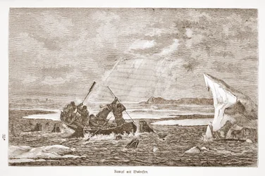 Boj s mrožem, 1876
