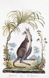 Klokan, 1794