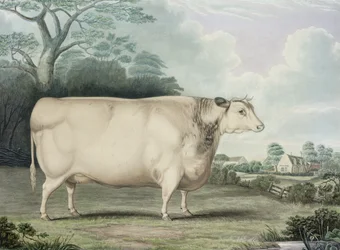 Oceněná krátkorohá kráva z Habertoftu, rytina C. Hunta, 1842