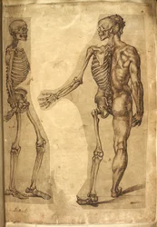 Přidat. 5259, f.19, Lidská kostra a poloviční postava, z 