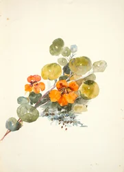 Nasturtiums (akvarel na tkaném papíře)