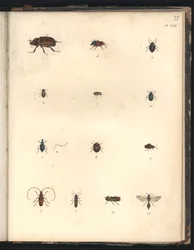 Brouci a vosy, tab. XXII, ilustrace ze sbírky „Pozorování zoologie a srovnávací anatomie, učiněná v Atlantském oceánu, ve vnitrozemí nového kontinentu a v Jižním moři pend“