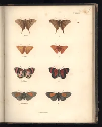 Lepidoptera, Pl. XXXVII, ilustrace ze „Sbírky pozorování zoologie a srovnávací anatomie, část II“, od Al. V. Humboldt a A. Bonplant, Paříž, 1821 (barevná rytina)