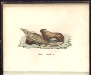 Simia leonina, Pl.V, ilustrace z, pozorování ze zoologie a srovnávací anatomie sesbíraná na cestě do tropických zemí nového kontinentu, v letech 1799, 1800, 18