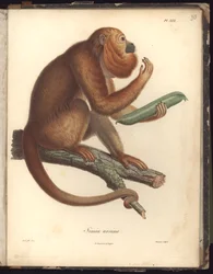 Simia ursina, Pl.XXX, ilustrace ze Sbírky pozorování zoologie a srovnávací anatomie, provedených v Atlantském oceánu, ve vnitrozemí nového kontinentu a v Jižním moři v letech