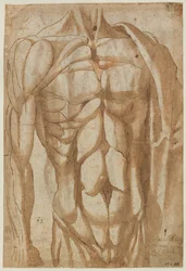 Studie staženého torza, 1554.