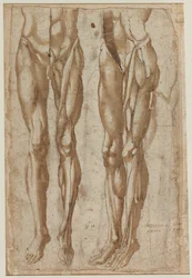 Dvě studie staženého muže (recto)