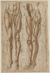 Dvě studie staženého muže recto Studie staženého trupu verso, 1554.