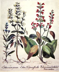 Druh šalvěje (ručně kolorovaná rytina)