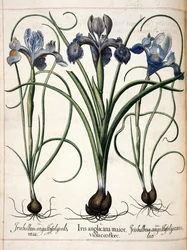 Iris, z 