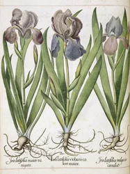 Iris, z 