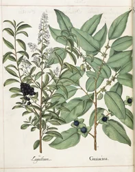 Ligustrum a Guiacana, z 