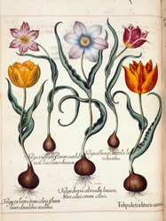Tulipány, z 