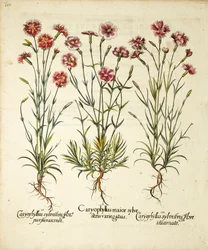 Odrůdy Caryophyllus Sylvestris publikované v Hortus Eystettensis, 1613