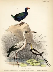 Zejozob asijský, ostnák bažantí a takahe, 1855