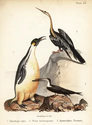 Zobák černý, hadovka indická a tučňák císařský. 1855
