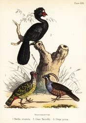 Krvavý bažant, laločnatý curassow a horská křepelka. 1855 (litografie)