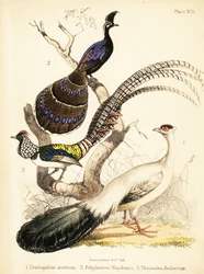 Bažant ušatý, páví bažant palawanský a Lady Amherst. 1855