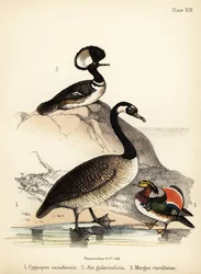 Kanadská husa, kachna mandarínská a mořčák s kapucí. 1855 (litografie)