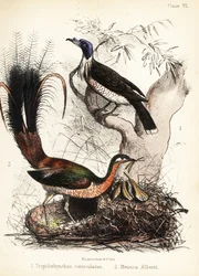 Friarbird a lyrebird. 1855 (litografie)