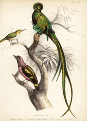 Jamajský tody, zářivý quetzal a pruhovaný širokozobý. 1855 (litografie)