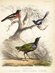 Pacifik červenka, víla bělokřídlá a duhová pitta. 1855 (litografie)