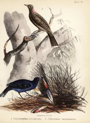 Saténoví a plaví brunátníci. 1855 (litografie)