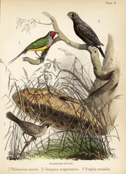 Společenský snovač, pěnkava velká a pěnkava gouldovská. 1855 (litografie)