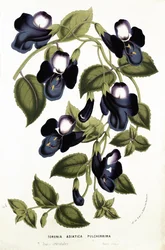 Torenia Asiatica pulcherrima, z 