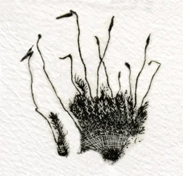 Puding Moss, 2014, (dřevoryt na gampi)