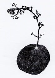 Lichen Leaf, 2014 (dřevoryt, koláž na papíře)