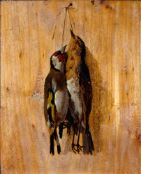 Studie přírody Dva mrtví ptáci špendlíky na zdi. Obraz Benedetta Musso (1835-1883) 1864 kolem ne. 20,5x16,5 cm geny, Galleria d