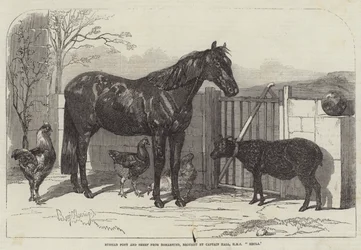 Ruský poník a ovce z Bomarsundu, které přivezl kapitán Hall z HMS Hecla