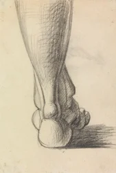 Anatomická studie paty nohy