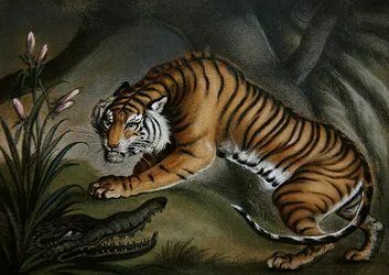 Tygr a krokodýl, cca 1810 (písek-obrázek na palubě)