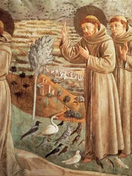 Příběhy ze života svatého Františka, kázání ptákům (1452), Cyklus fresek od Benozza Gozzoliho (1421-1497), apsidální tribuna, Kostel svatého Františka, Montefalco, Umbria, Itálie